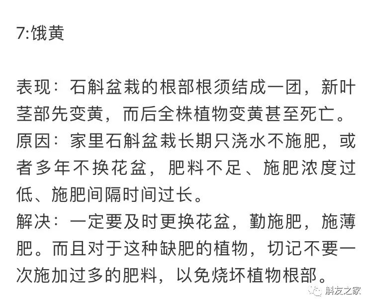 秋石斛兰叶黄了,石斛兰叶子黑尖