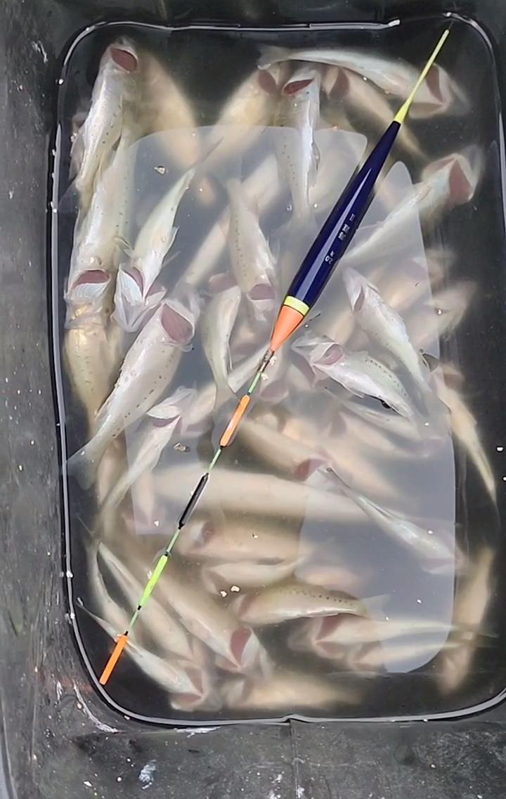 鲈鱼群,鲈鱼群接连上鱼