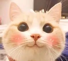 护肤早c晚a是指,早c护肤