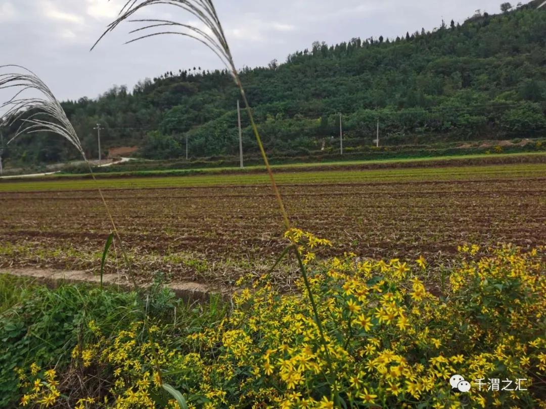 秋天的小野菊视频,秋天的小野菊