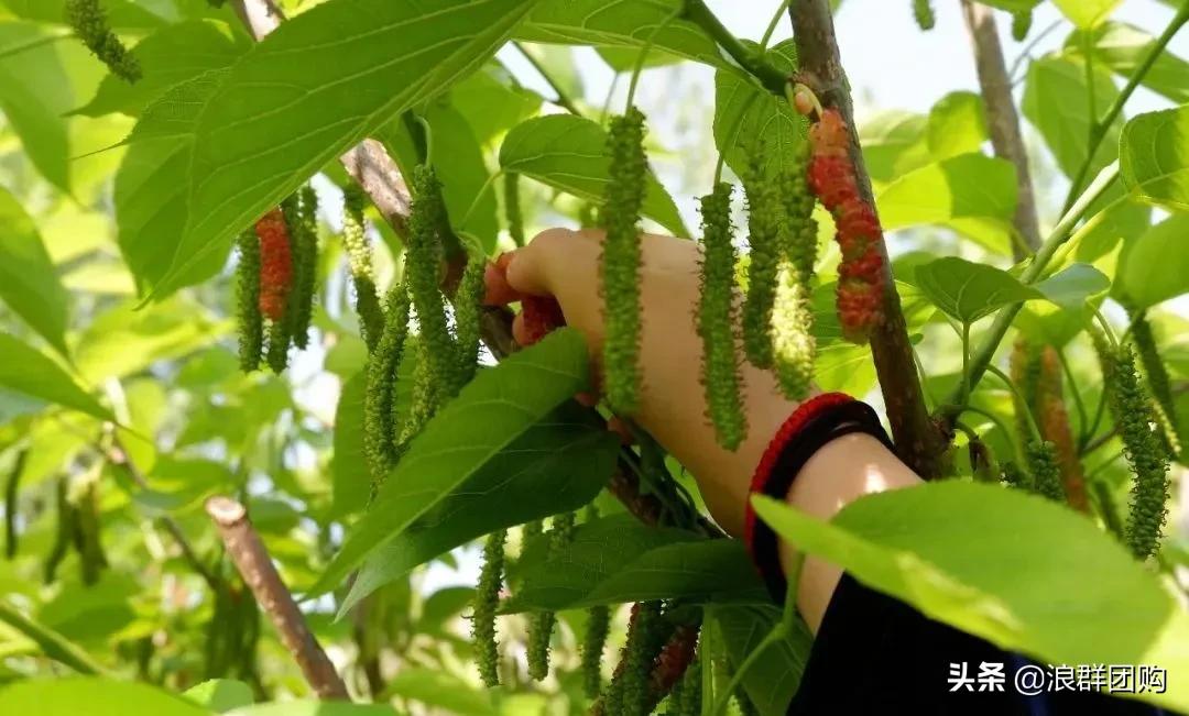 四季果桑有几个品种,新手种果桑哪个品种最好