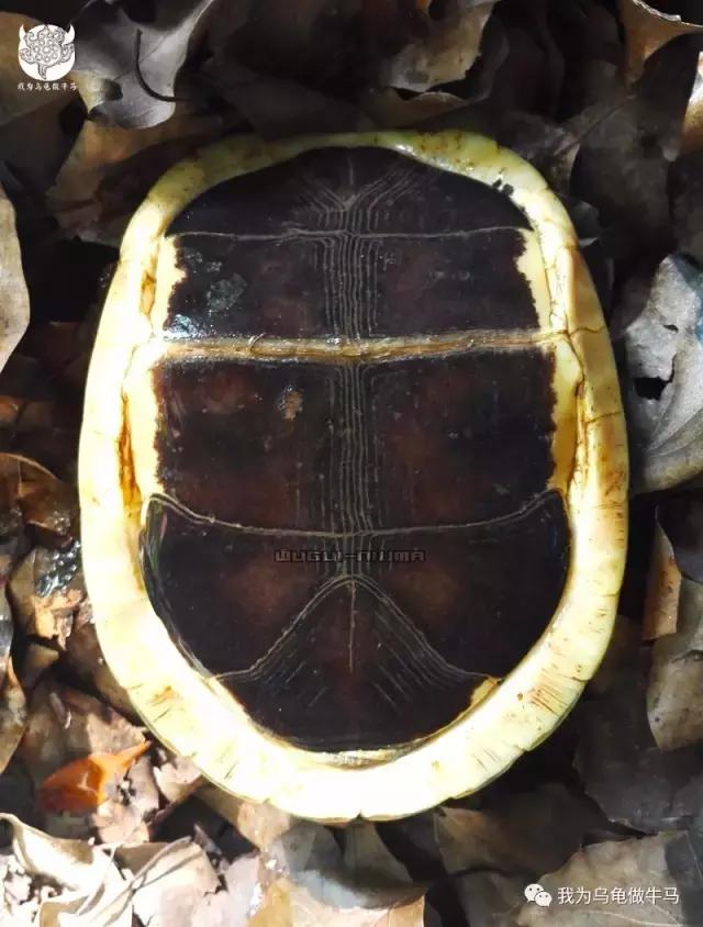 黄缘闭壳龟全集,黄缘闭壳龟和黄缘盒龟