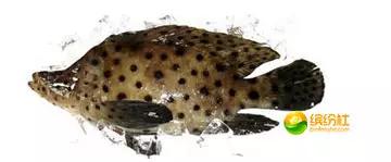 舟山海鲜攻略2天3晚吃什么,舟山海鲜代加工攻略