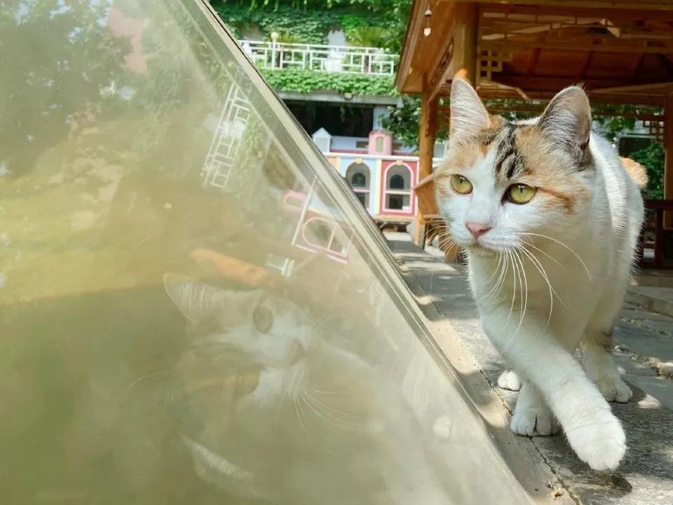 米麒麟：我掉缸怎么了？