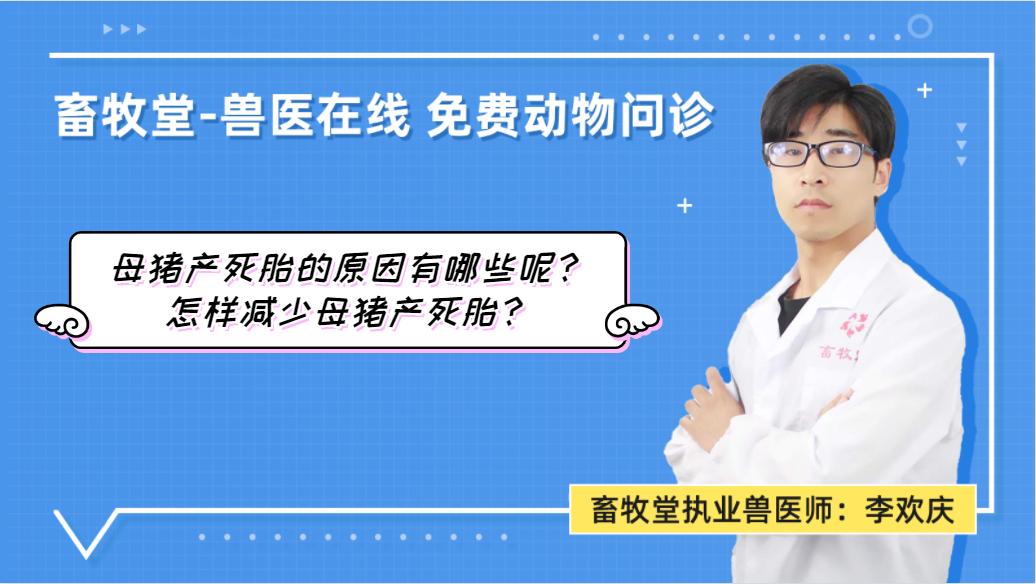 母猪产死胎的原因,怎么预防母猪产死胎
