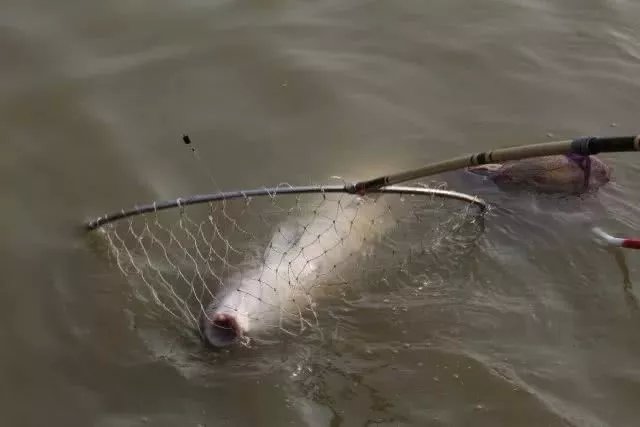 第一年野钓,新年第一钓钓鱼视频