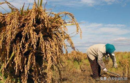 国庆小长假，出去浪不如回老家收庄稼，儿时这5种农活你做过哪些
