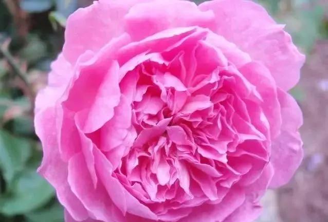 玫瑰花有哪些品种,玫瑰花有哪些品种大全