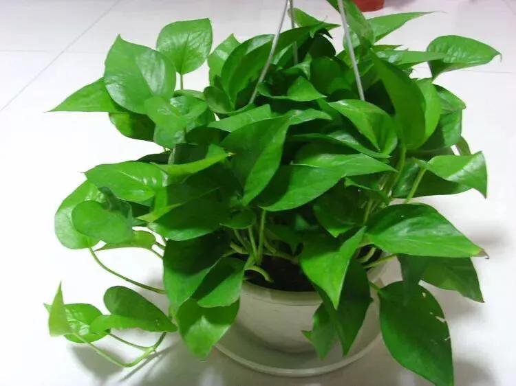冬天绿萝在水里怎么养才能更旺盛,绿萝冬天能用什么水养