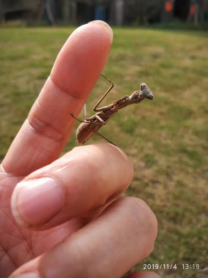 装死的螳螂,伤感的螳螂
