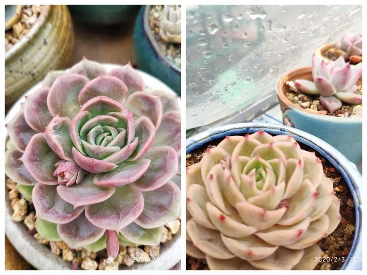多肉不适合新手养,多肉入坑到什么程度好