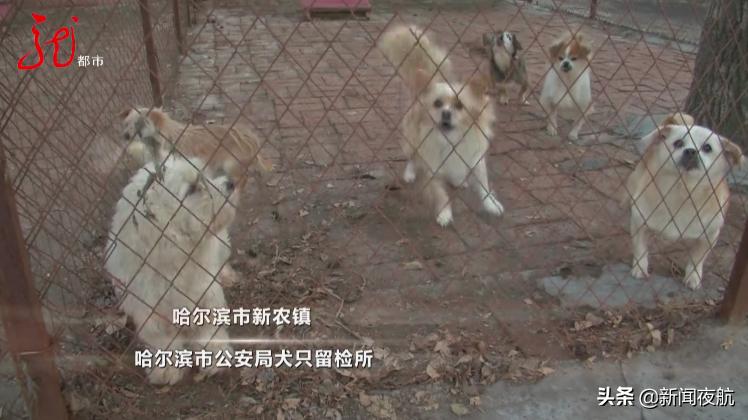 哈尔滨有关狗的政策条例,哈尔滨哪些狗不能办狗证