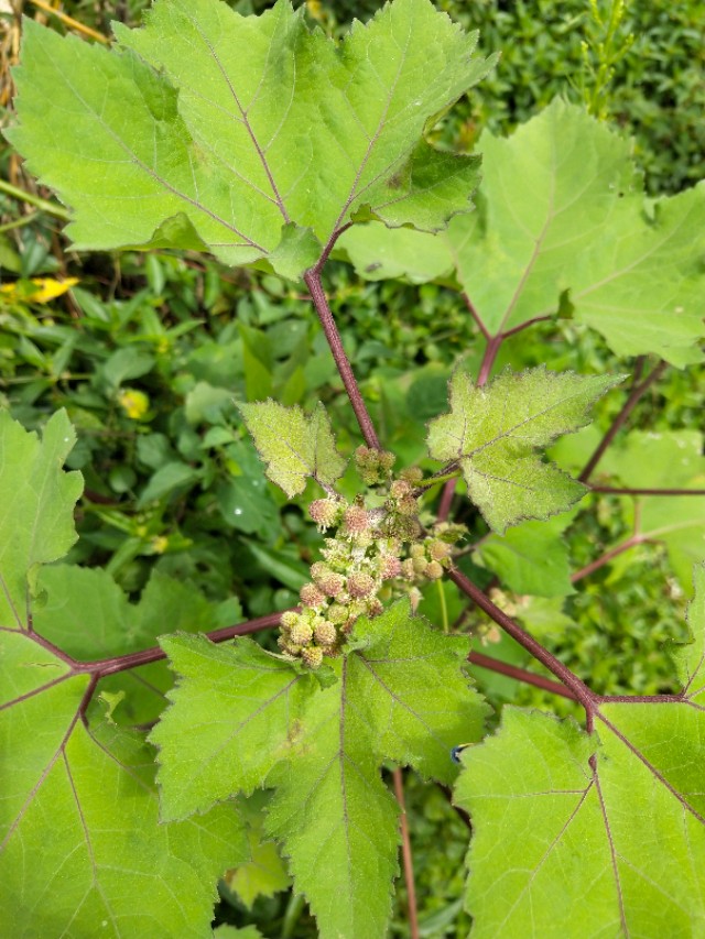 苍耳的别名,苍耳子又叫啥