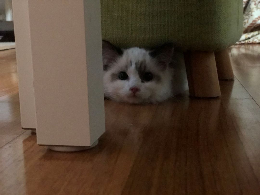 猫的本质是液体，不信看这里，萌化你