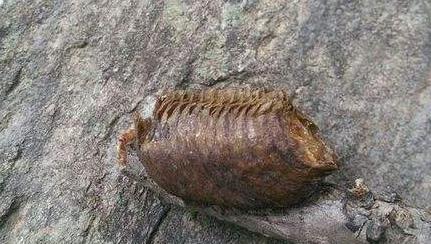 昆虫界的顶尖杀手,昆虫界的生存法则也残忍