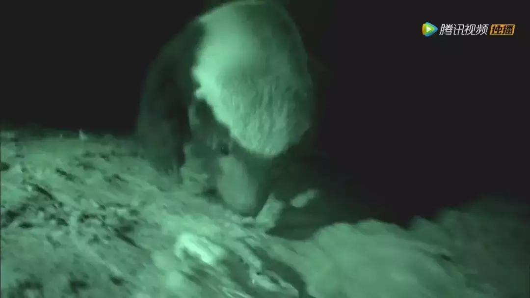 跟狮子抢肉，怼非洲鬣狗，看硬核“平头姐”成长史！