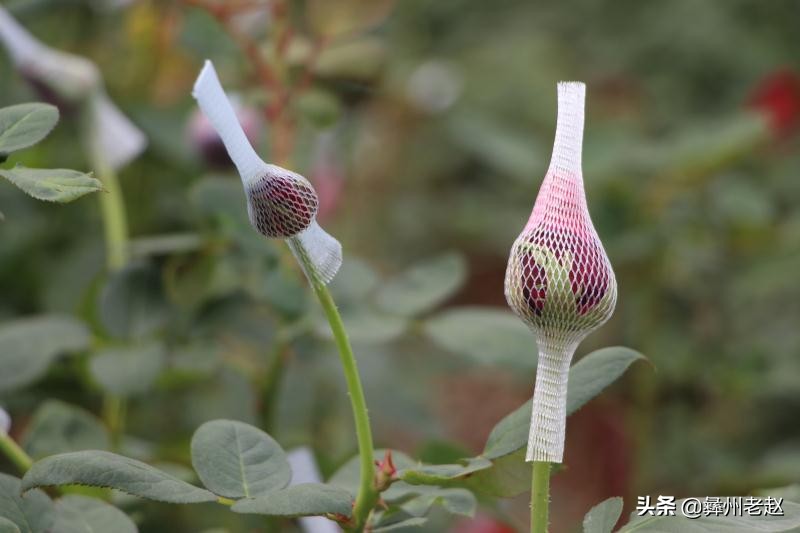 你知道为什么要给玫瑰花上网套吗？看看5年的花农怎么说