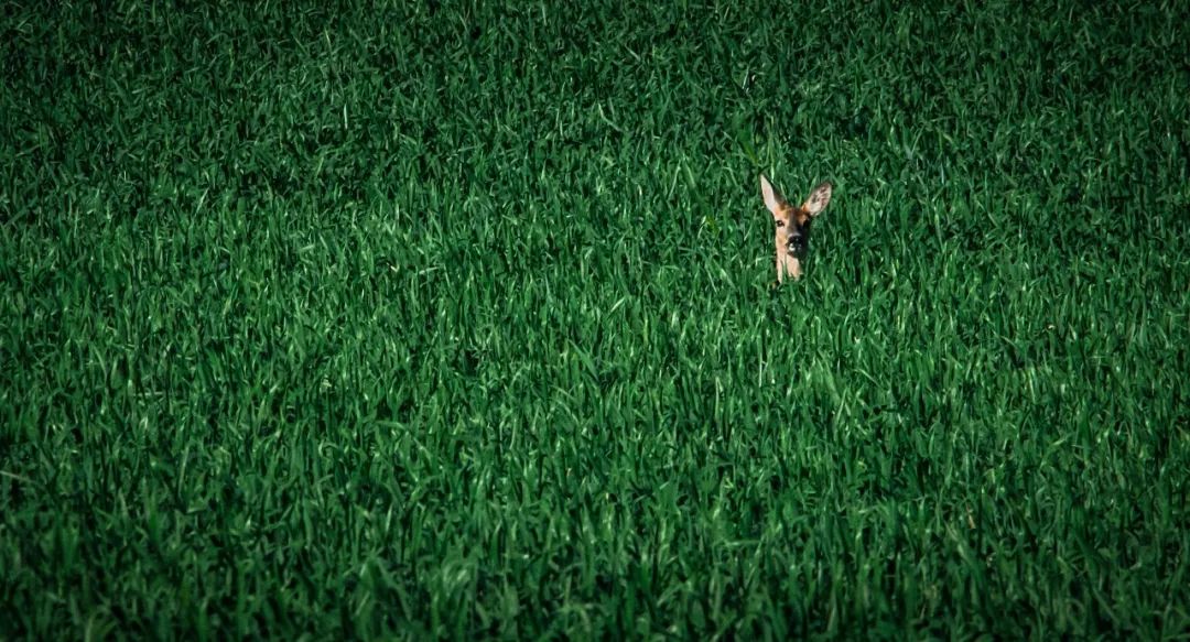 东北傻狍子到底有多傻,东北傻狍子有多傻视频