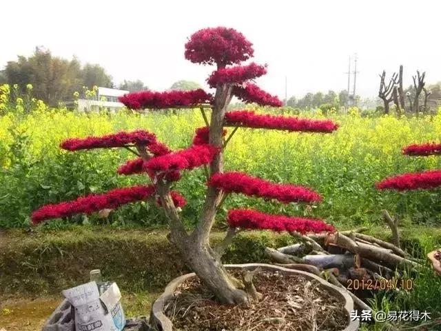 白檵木盆景图片欣赏,异形白花檵木盆景