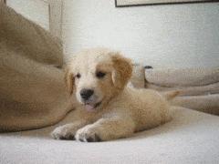 2022年广州积分入户276分机会多大,2023广州积分入户基础分包含哪些