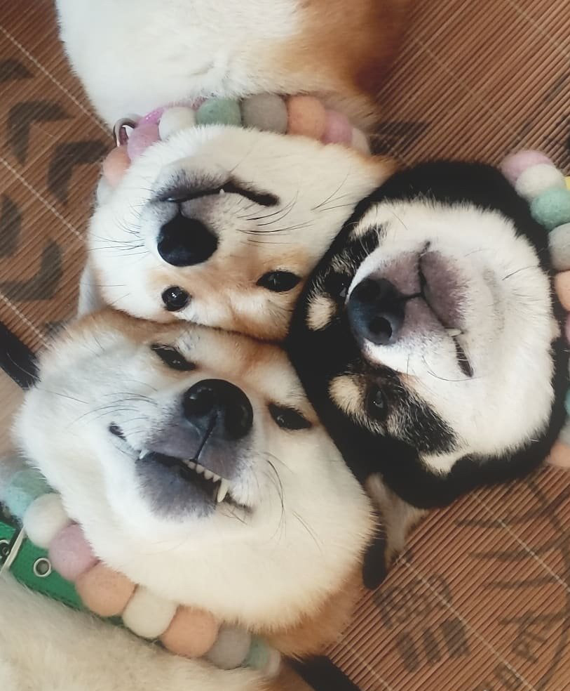 500元能买纯种柴犬吗,500块钱能买到什么样的品种柴犬