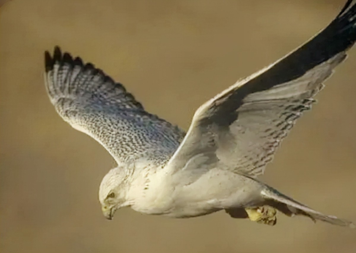 万鹰之神海东青结局,万鹰之神海东青视频