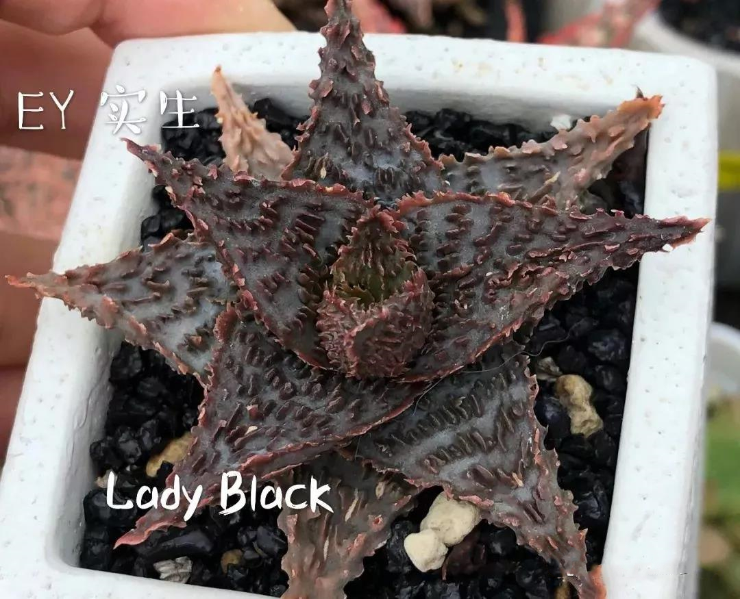 园艺观赏芦荟,园艺芦荟图鉴说明