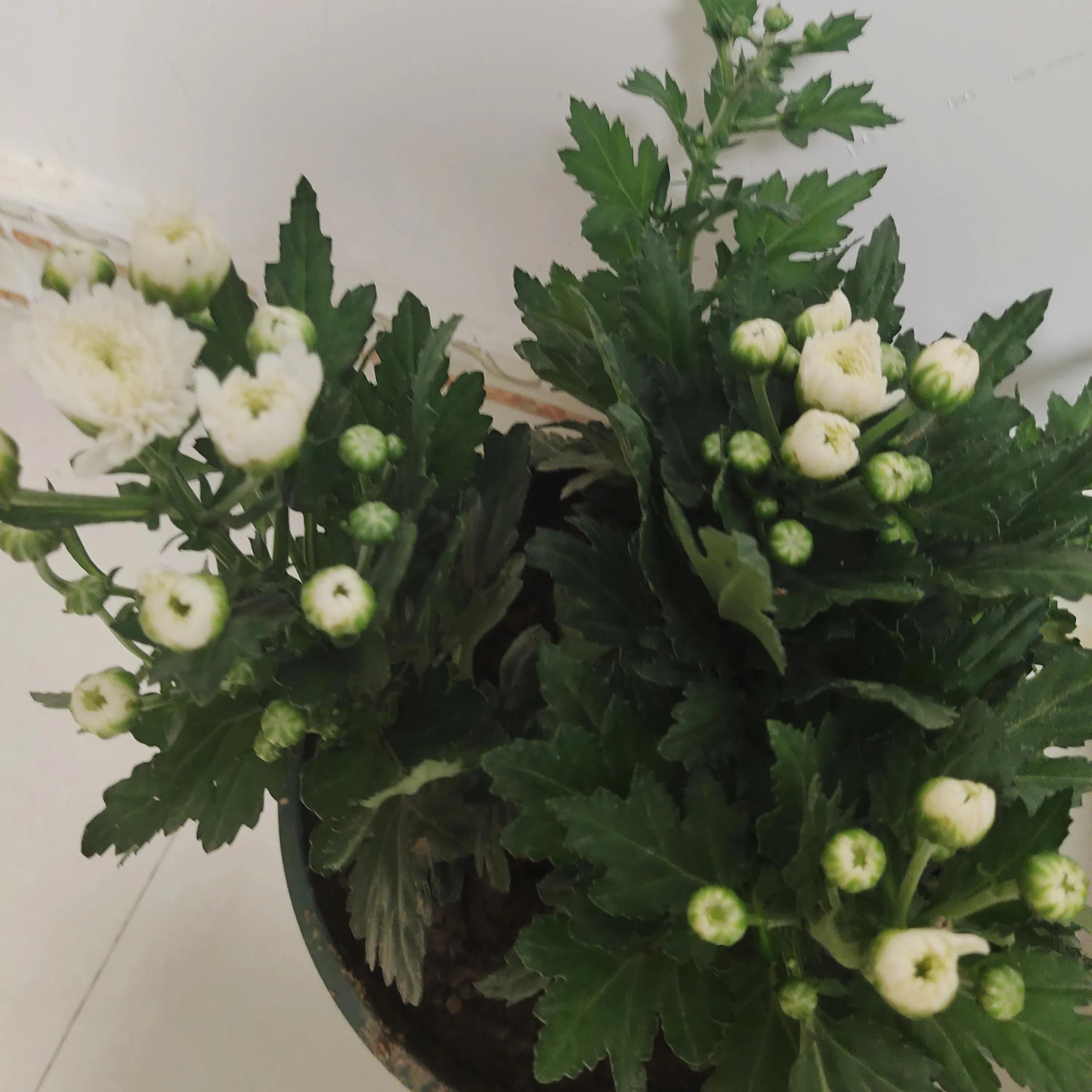 拼多多1元菊花苗,拼多多菊花花苗哪家强