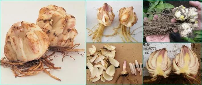 百合怎么样养得更持久,百合新手