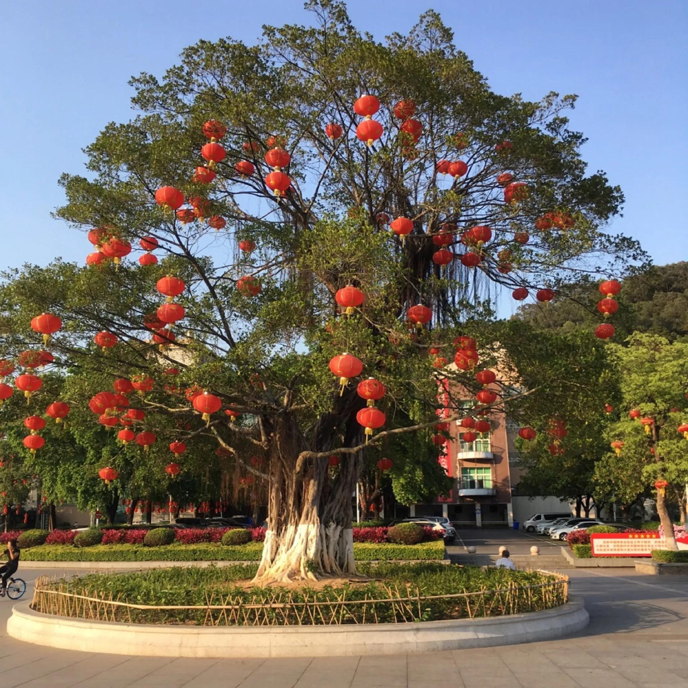 东莞旗峰公园爬山打卡,东莞人的公园