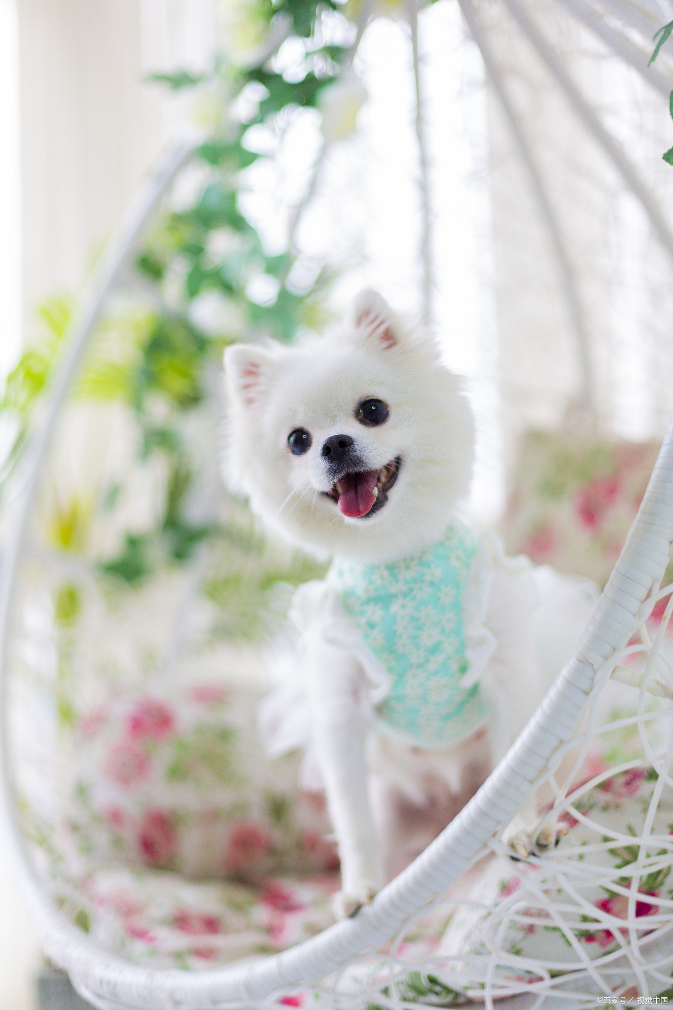 博美不吃狗粮的原因是什么,博美不吃狗粮该吃什么