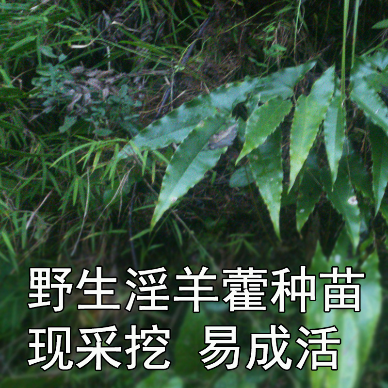 淫羊藿怎样育苗,淫羊藿田间管理方法