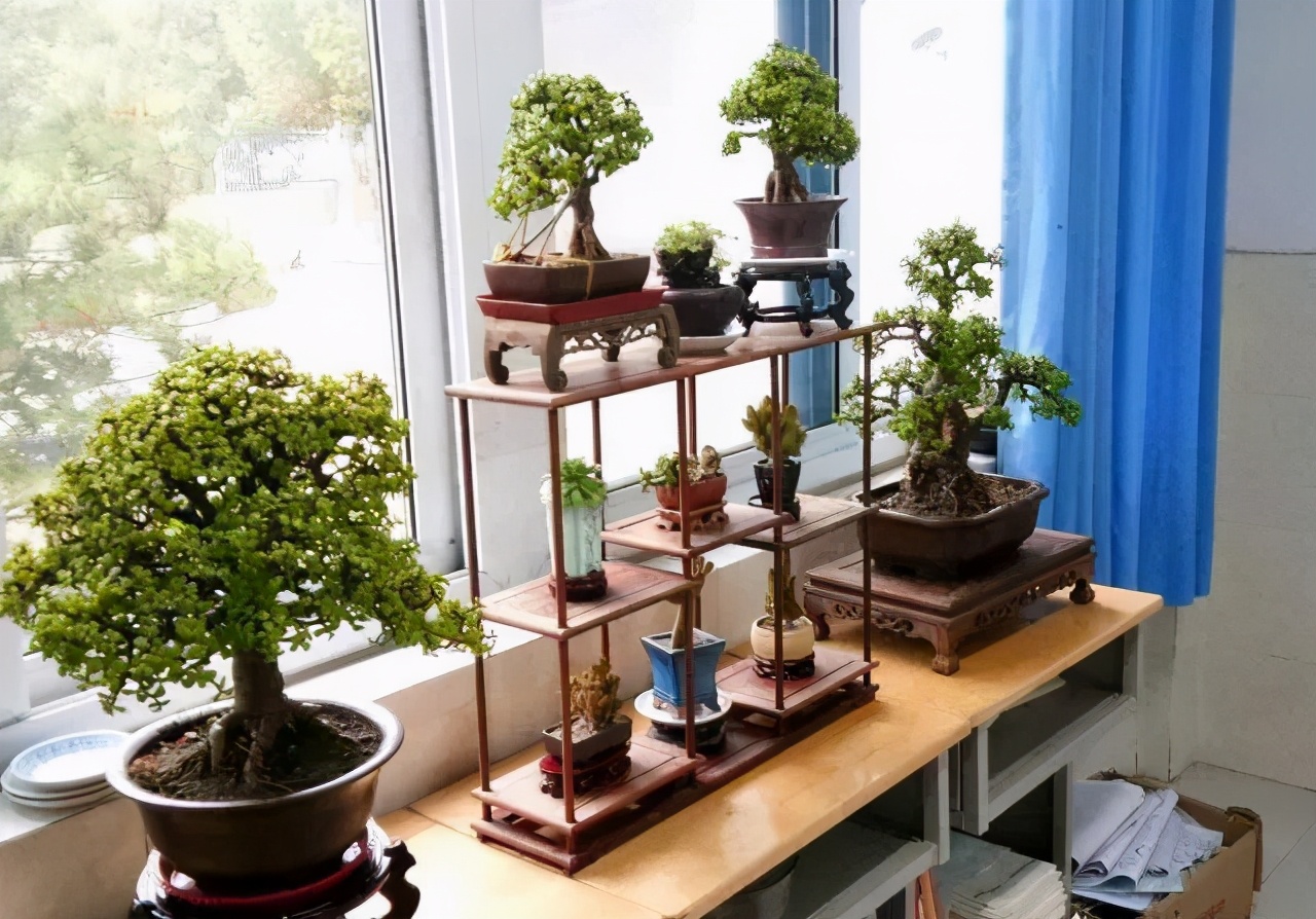 什么花寓意发财好运吉祥,寓意平安招财鸿运的干花