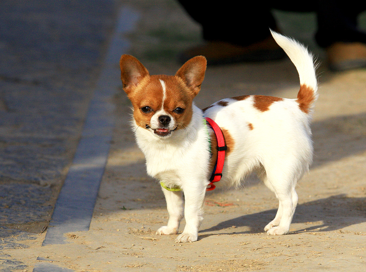 土狗忠诚度最高的犬种排行榜,聪明狗狗排行榜前十名小型犬