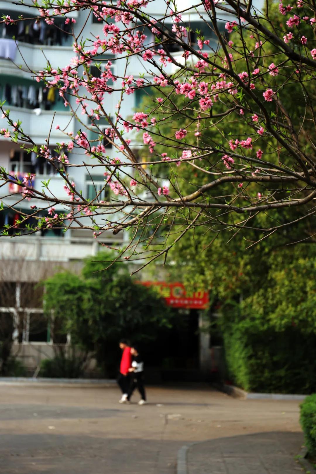 迎接校园里的百花齐放,教室窗外百花齐放