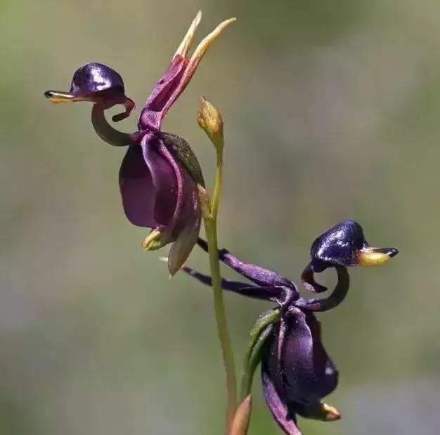 史上最全的兰花鉴赏,兰花品种之精品欣赏