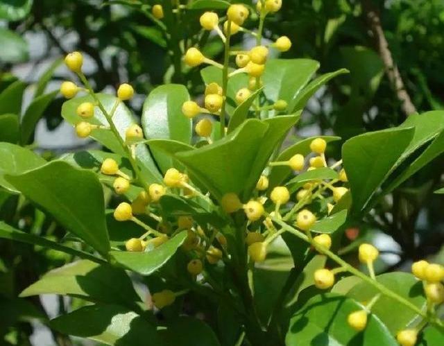 米兰花扦插方法和注意事项图片 (怎样扦插米兰花成活率高)