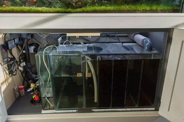 本色水景水草造景培训,本色水景水草培训