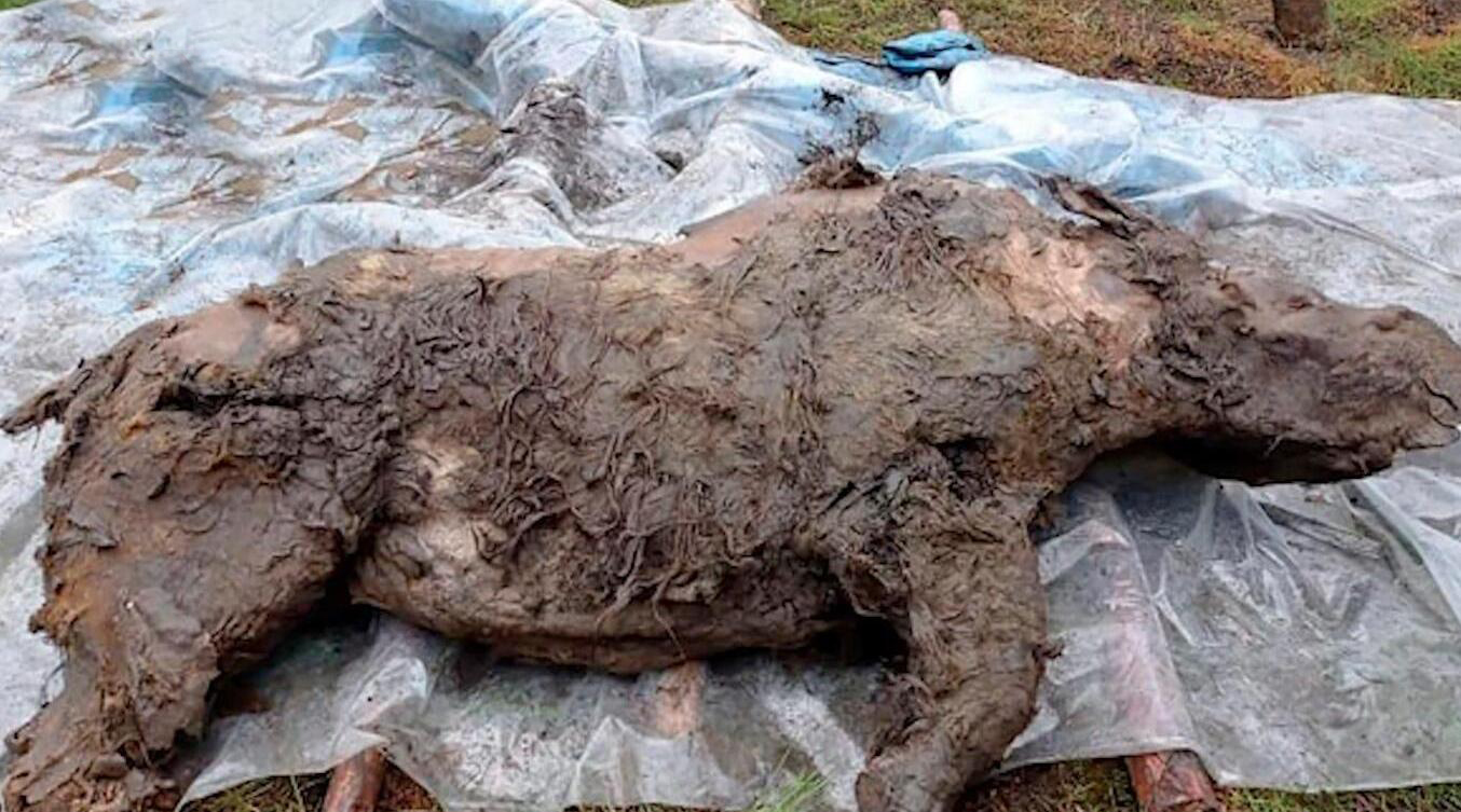 潘多拉动物盒子,潘多拉盒里面的黑色怪物