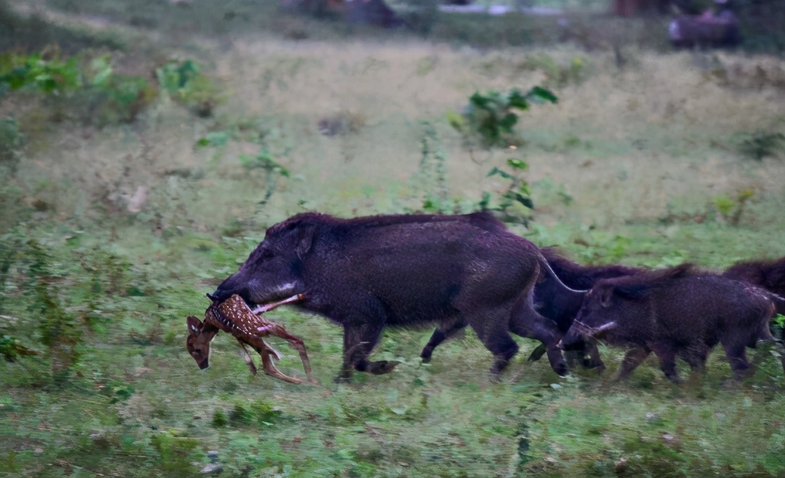 美国野猪泛滥成灾的真实原因,野猪泛滥成灾了家猪攻击野猪
