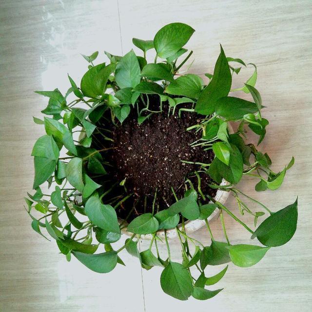 养花用营养液会把花弄死吗,过期牛奶直接浇花会不会死掉