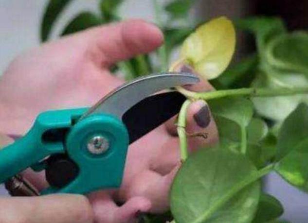 绿萝长得太茂盛应该怎么处理,绿萝越长越慢怎么办