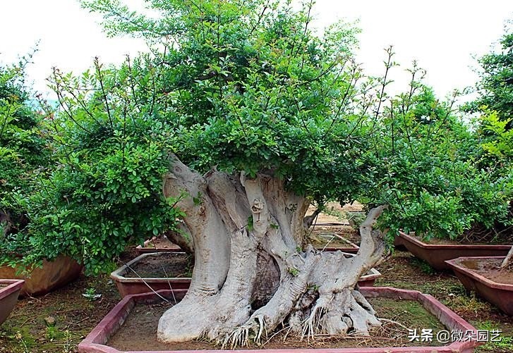 养花达人分享养花小技巧,养花养盆景知识