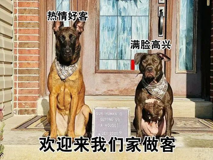 整天说爱狗，你究竟可以做到哪些呢？