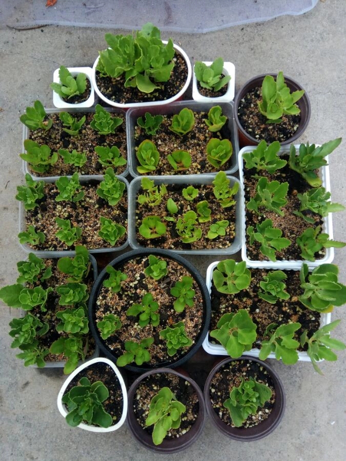 养长寿花技巧与方法,养长寿花的技巧