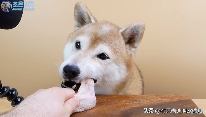 asmr狗狗吃东西视频,狗狗asmr啃麦