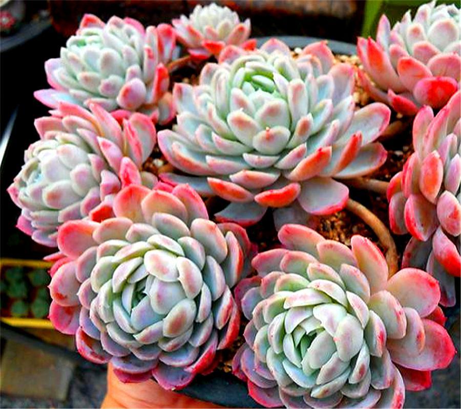 冰梅多肉怎么养护出状态,冰梅多肉冬天的养护方法