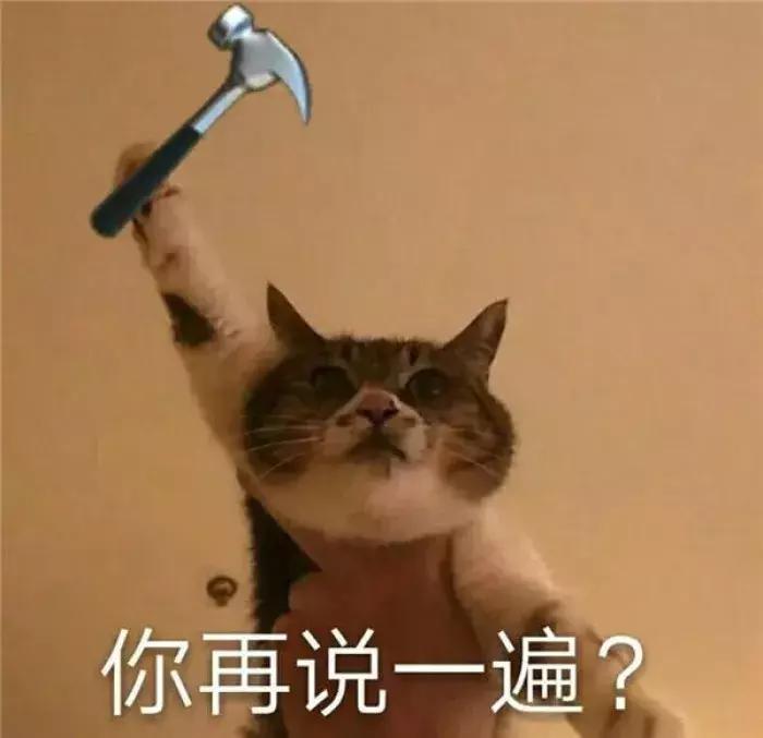 养了5年的猫居然让我丢掉,我养了七只猫