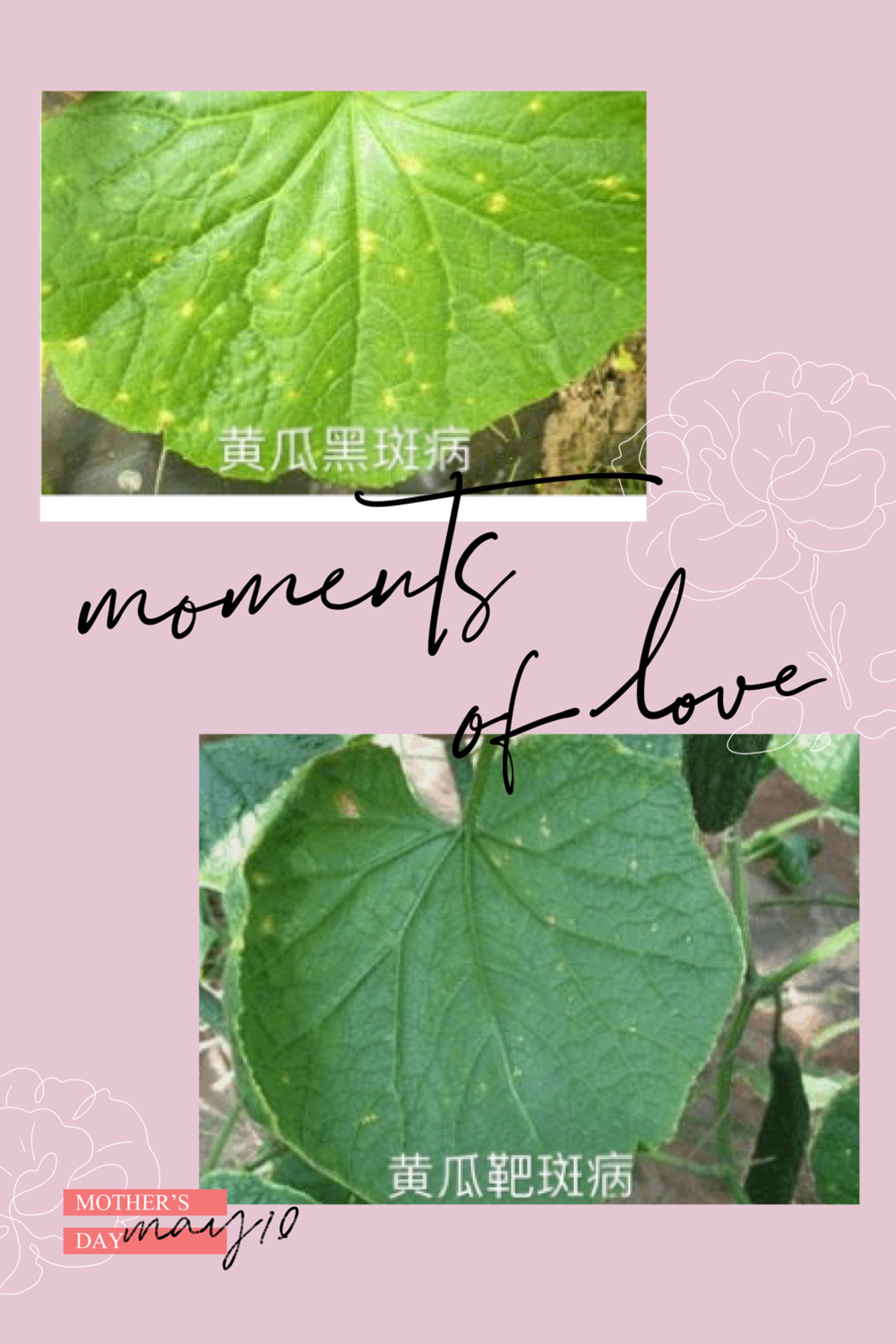 高温黄瓜枯萎怎么办,高温棚黄瓜叶发黄有疙瘩