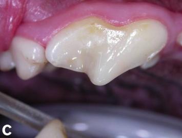 小狗口腔有臭味是怎么回事,小狗闻到气味一直叫